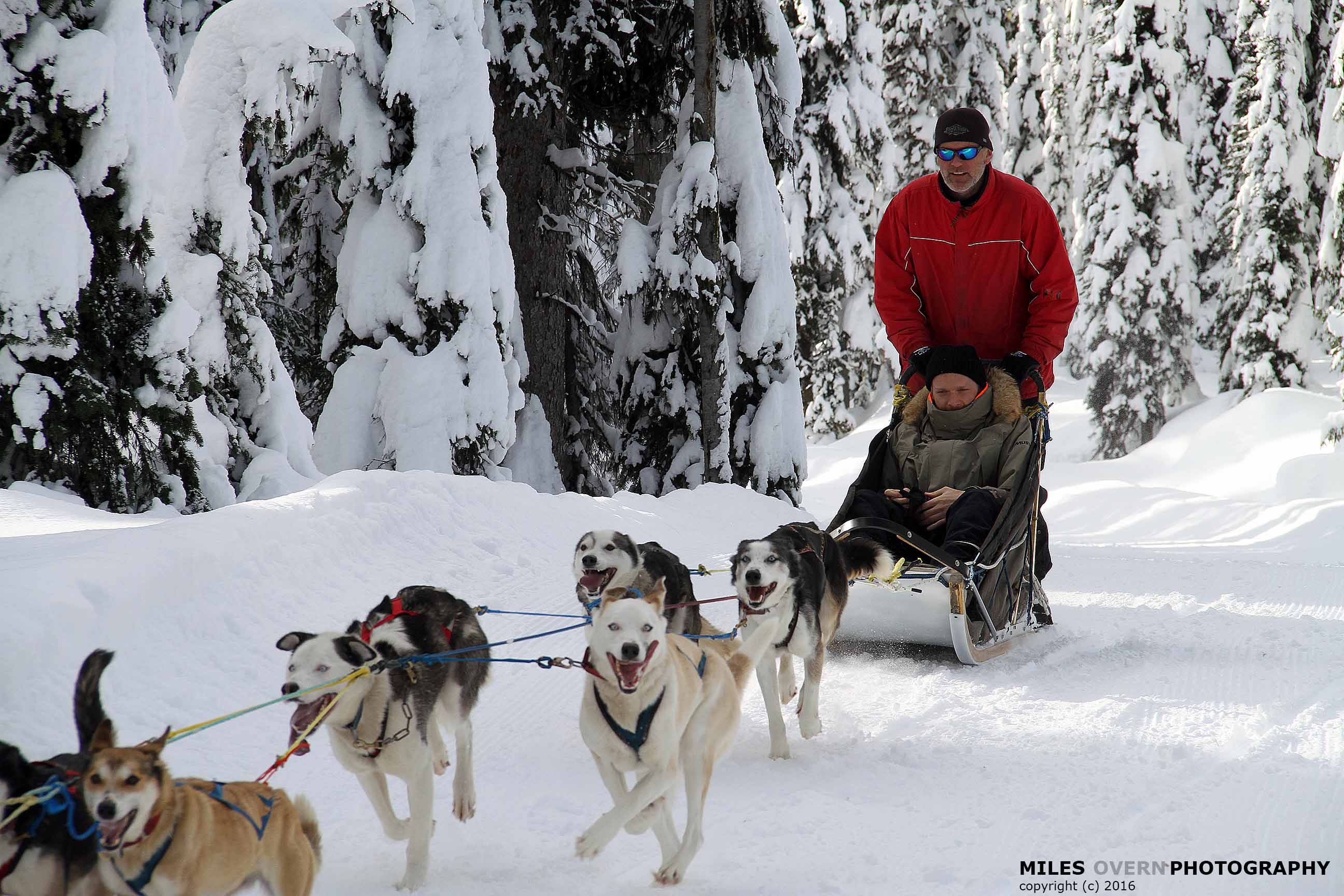 Dog Sledding at Big White photo by Miles Overn Photography